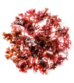 agar-agar vörös algából kinyert vegán zselésítő anyag