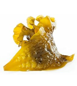 kombu royal alga
