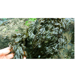 Nori, ehető alga, szárított Nori, ehető alga, szárított