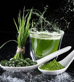 A francia spirulina: termesztés, tápanyagok, felhasználás