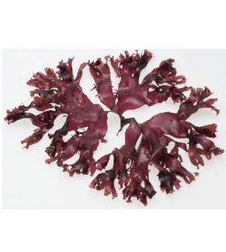 Dulse 2