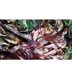 Dulse Dulse